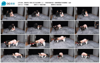 【试炼原创】倩倩人形犬电击特辑（上）郊狼100被电的一直喊疼膝盖手肘被磨破