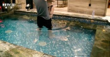 【驷】【水】致敬H2O系列，海语水下驷马